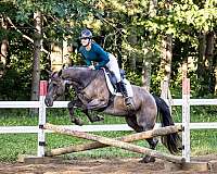 dressage-quarter-horse