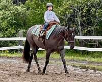 finished-quarter-horse