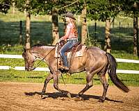 flashy-quarter-horse
