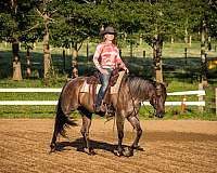 gymkhana-quarter-horse