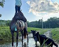 husband-safe-quarter-horse
