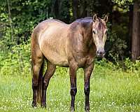 kid-saf-azteca-horse