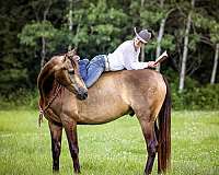 buckskin-kid-saf-horse