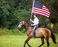 kid-saf-gelding