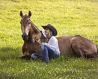 buckskin-ialha-gelding
