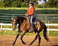 all-around-azteca-horse