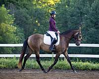 beginner-azteca-horse