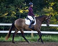 cowboy-mounted-shooting-azteca-horse