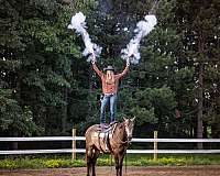athletic-azteca-horse