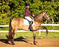 champion-azteca-horse
