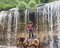 cross-azteca-horse