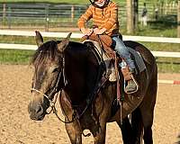 dressage-azteca-horse
