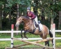 classical-azteca-horse