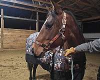 quarter-horse-for-sale