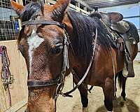 quarter-horse