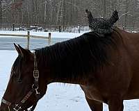 behaved-quarter-horse