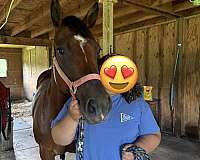 broke-to-ride-quarter-horse