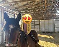 broodmare-quarter-horse