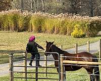 canter-quarter-horse