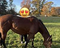 catch-quarter-horse