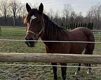 quarter-horse-mare