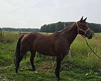 thunder-mare