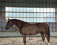 breeding-oldenburg-selle-francais-horse