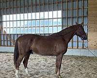 hunter-oldenburg-selle-francais-horse