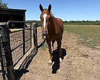 jumper-oldenburg-selle-francais-horse