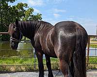 percheron-gelding