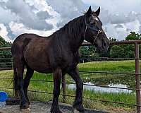 percheron-horse-for-sale