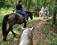 percheron-horse