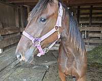 halter-rescue-standardbred-horse
