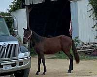 halter-rescue-filly