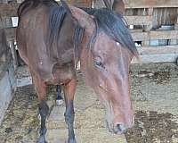 halter-rescue-yearling