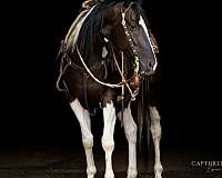 performance-paint-horse