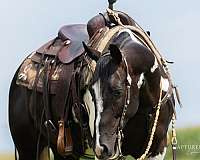 ranch-versatility-paint-horse