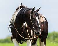 ranch-work-paint-horse