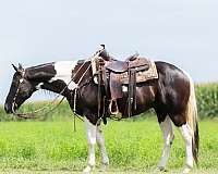 ranch-paint-horse