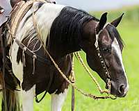 roping-paint-horse