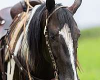 show-paint-horse
