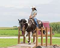 trail-paint-horse