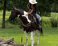 trail-riding-paint-horse