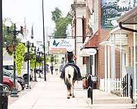 working-cattle-paint-horse