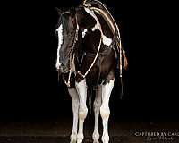 piebald-husband-safe-horse