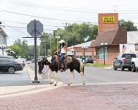 piebald-paint-gelding