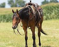 ranch-quarter-horse