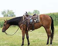performance-quarter-horse
