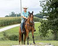 roping-quarter-horse