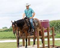 show-quarter-horse